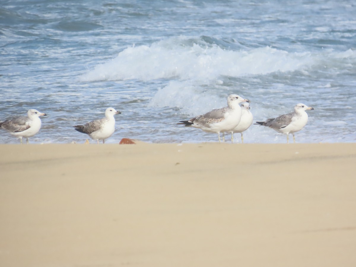 Мартин каспійський - ML646036053