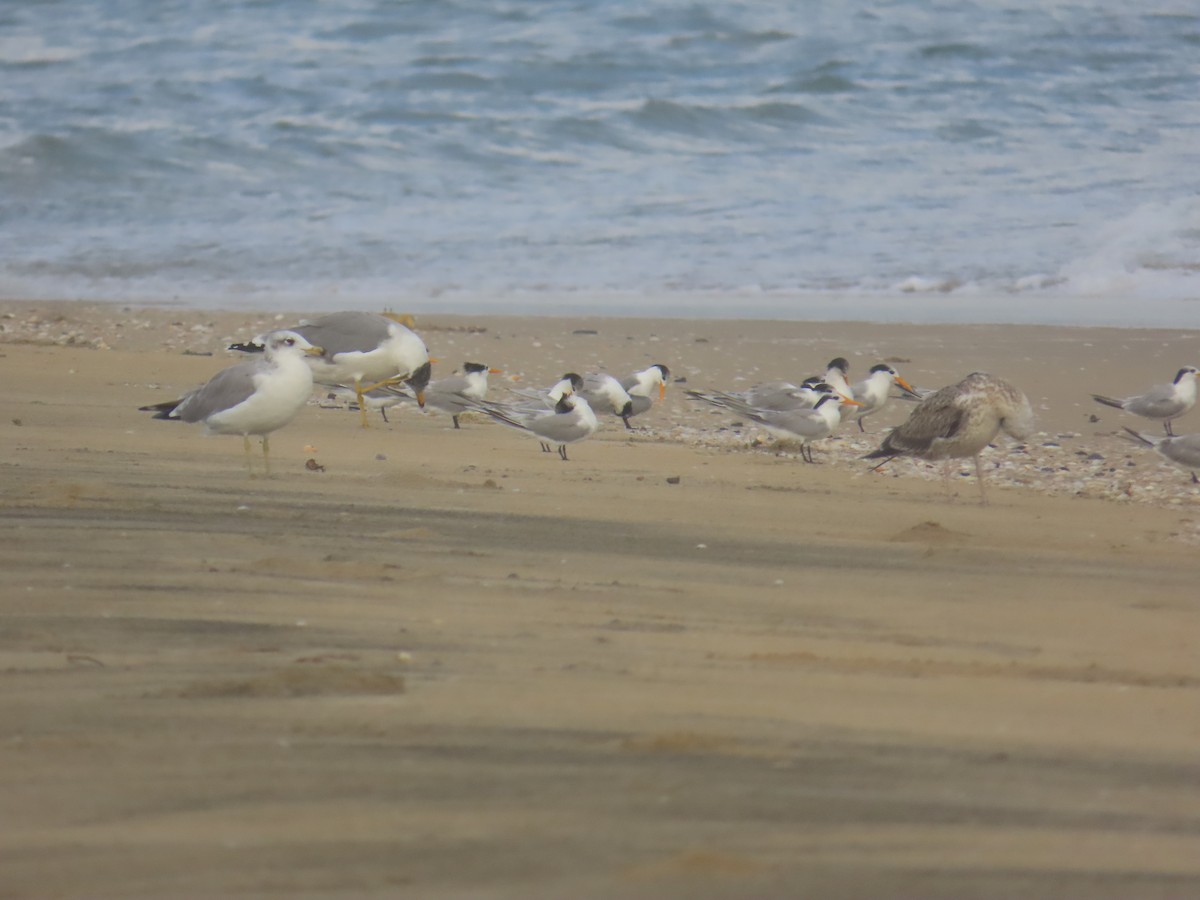 Мартин каспійський - ML646036054