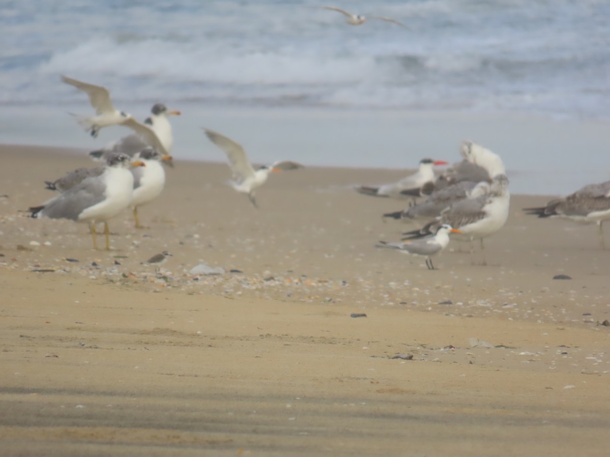 Мартин каспійський - ML646036055