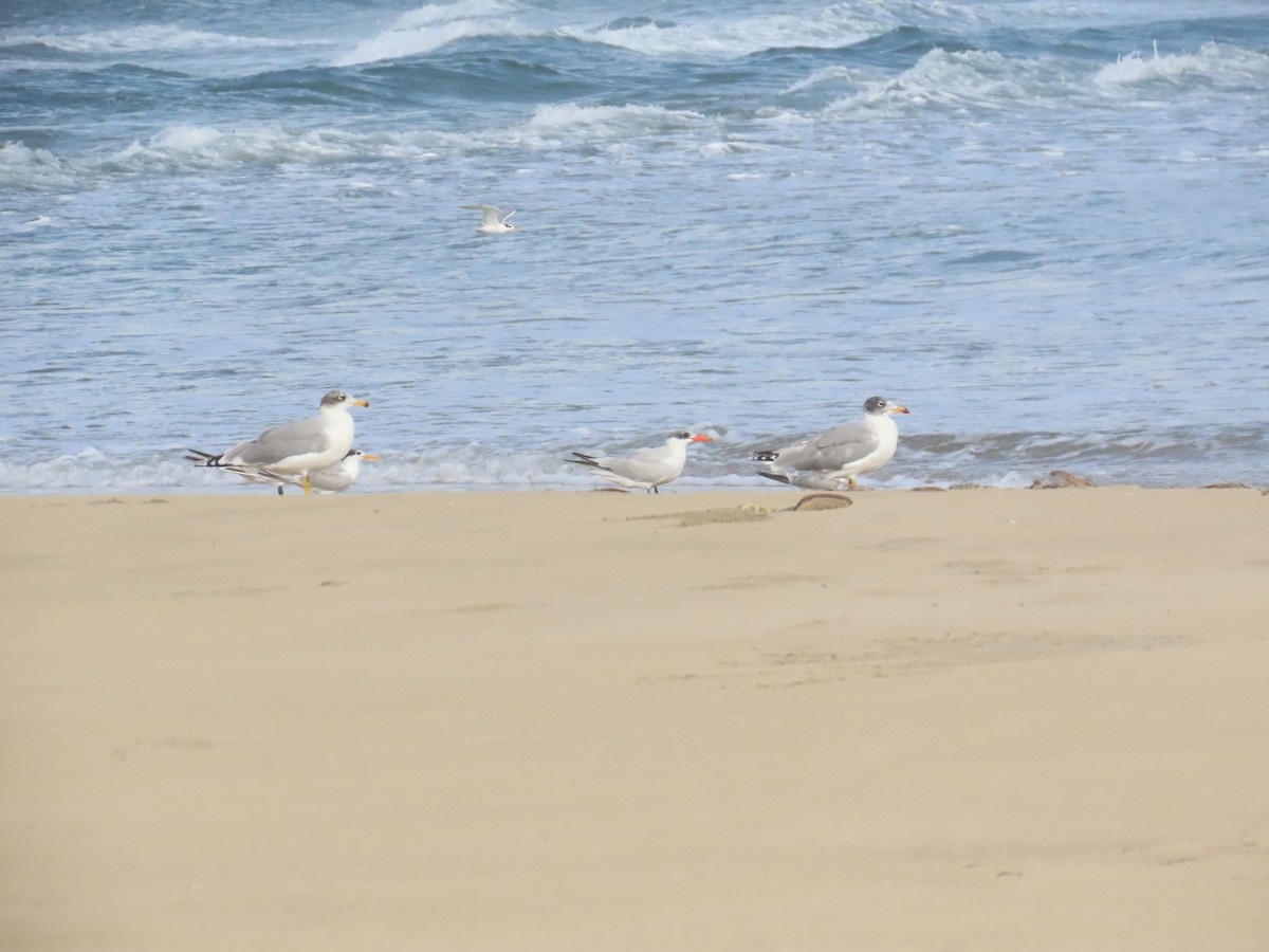 Мартин каспійський - ML646036056