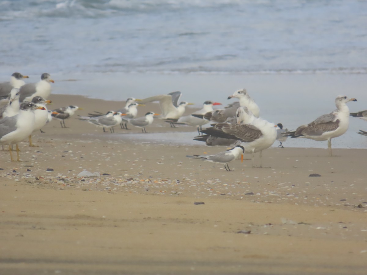 Мартин каспійський - ML646036058