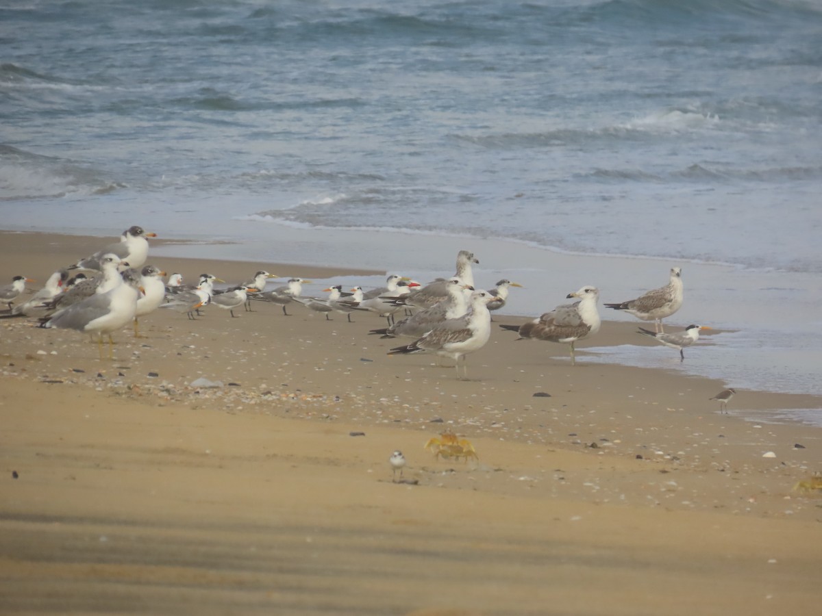 Мартин каспійський - ML646036059