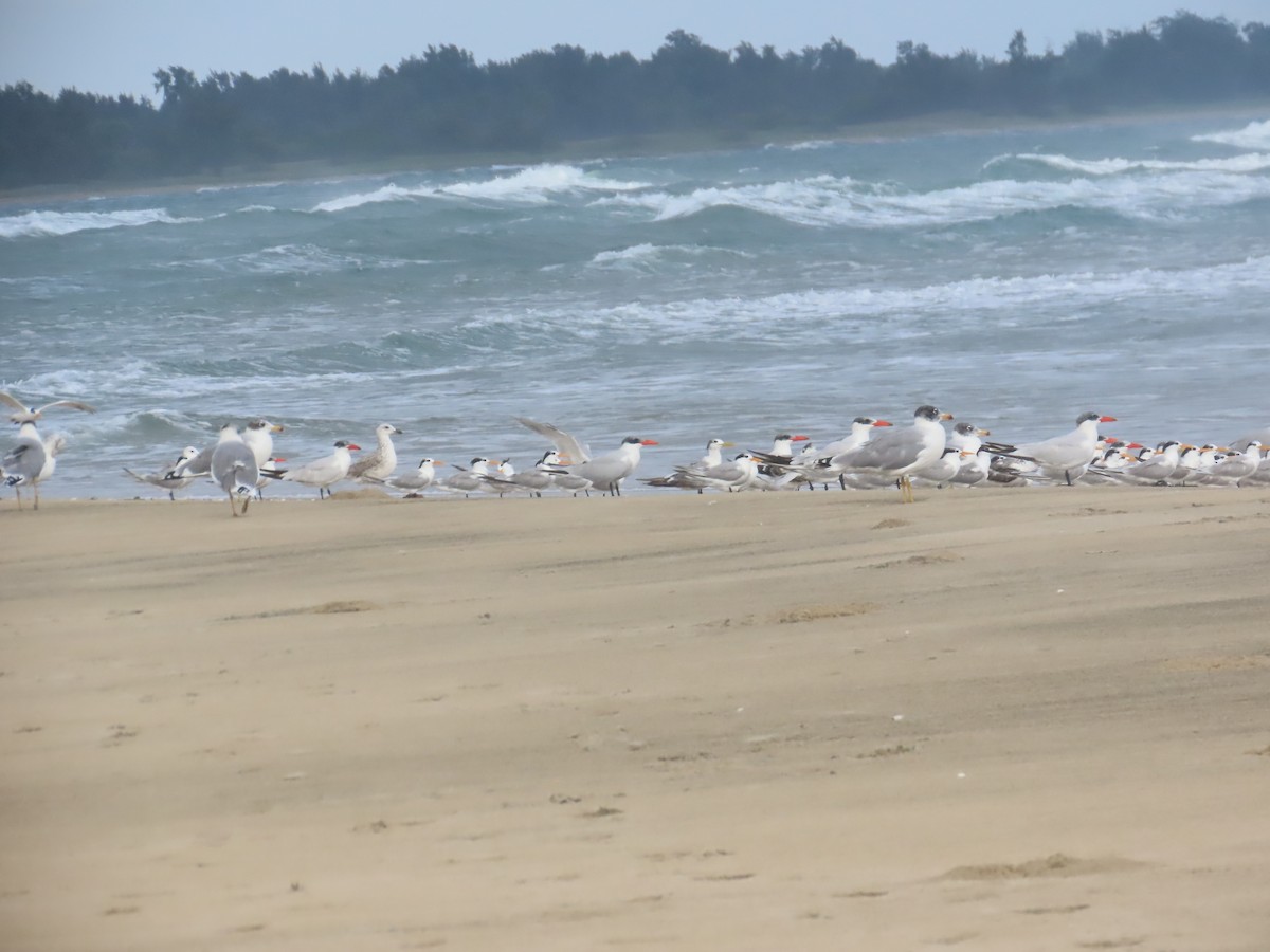 Мартин каспійський - ML646036060