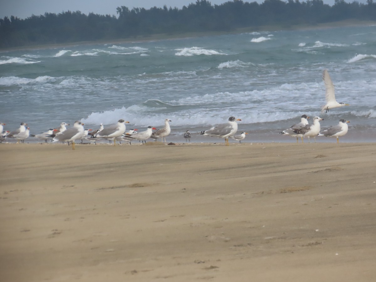 Мартин каспійський - ML646036061