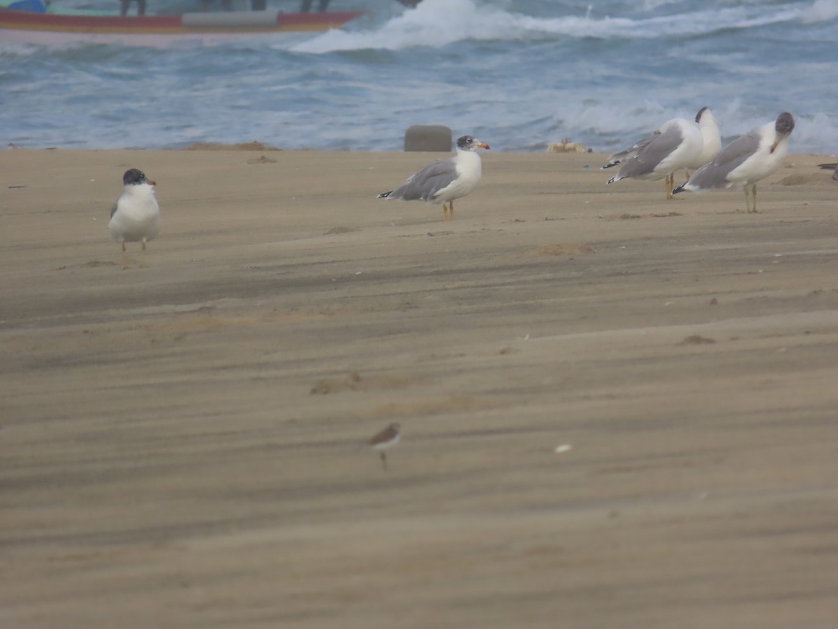 Мартин каспійський - ML646036062