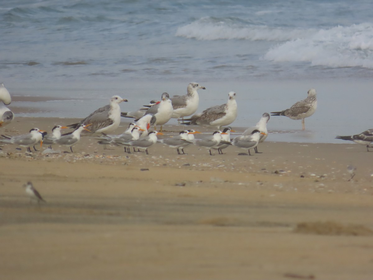 Мартин каспійський - ML646036064