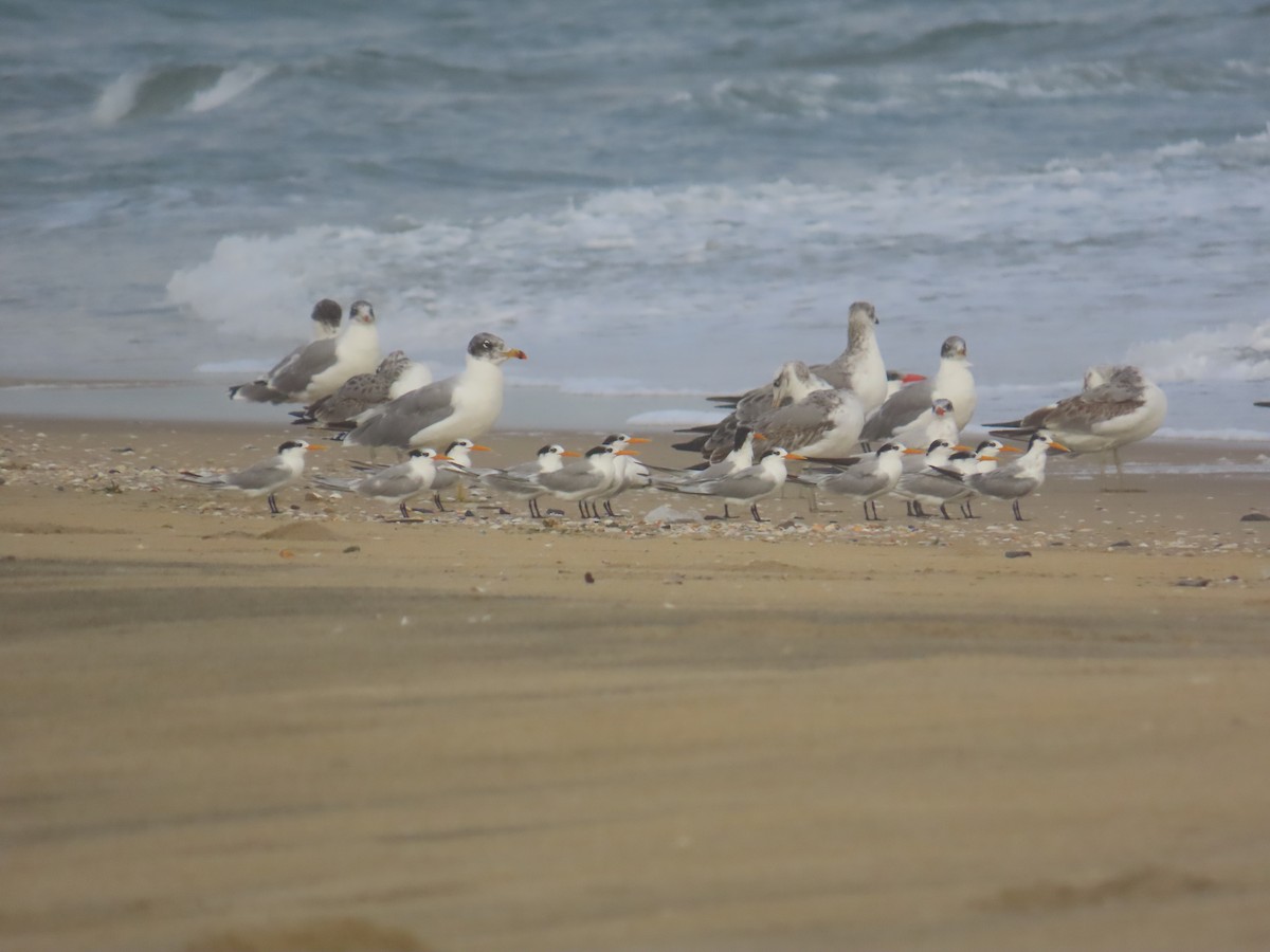 Мартин каспійський - ML646036065