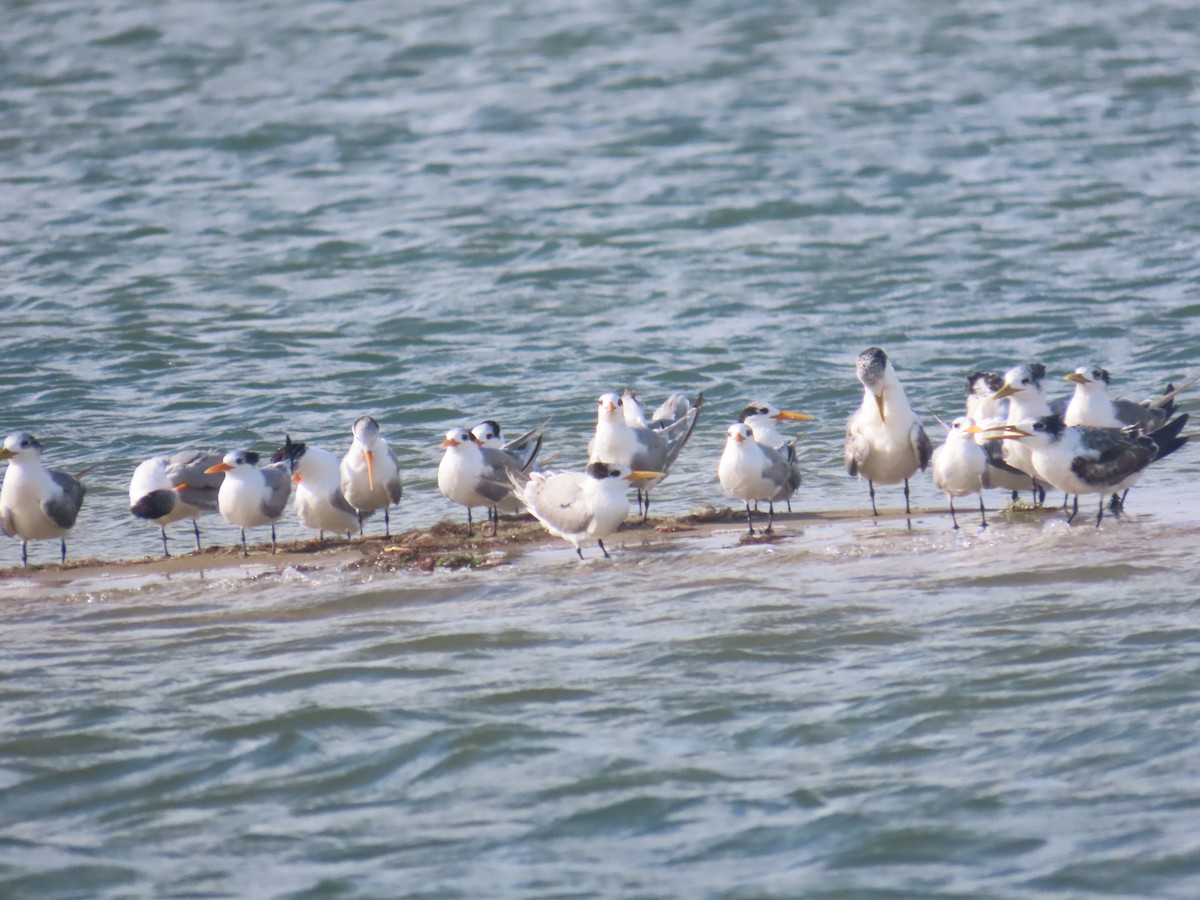 Мартин каспійський - ML646036067