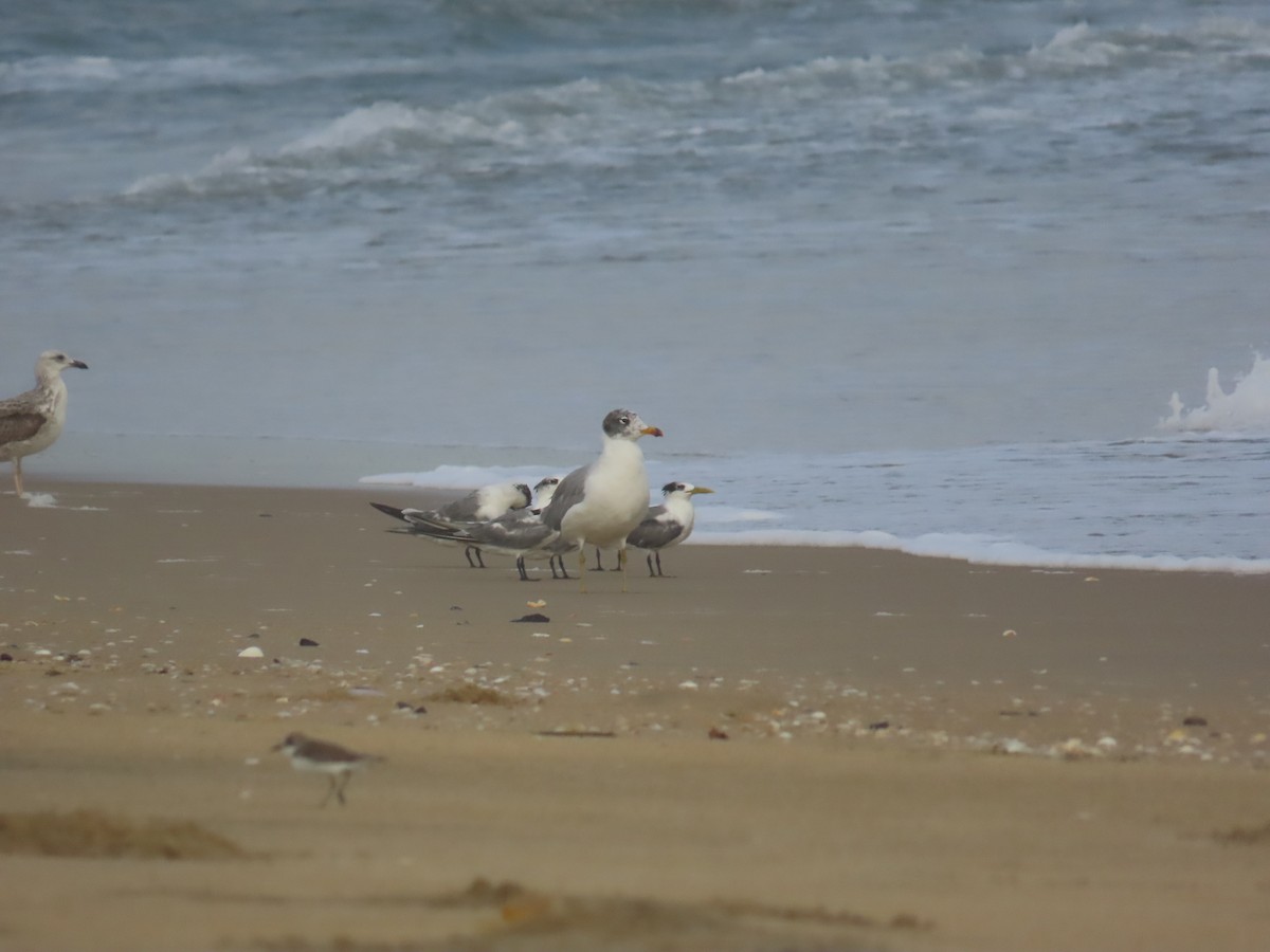 Мартин каспійський - ML646036068