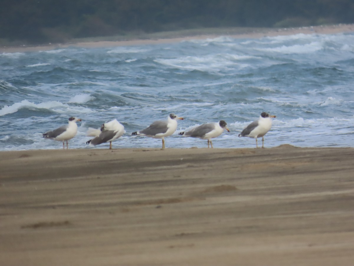 Мартин каспійський - ML646036069