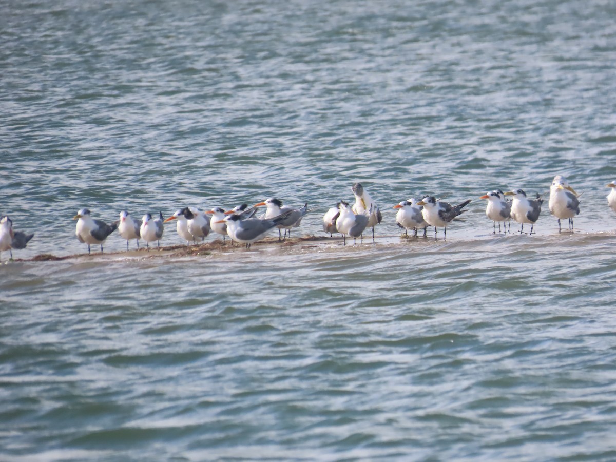 Мартин каспійський - ML646036070