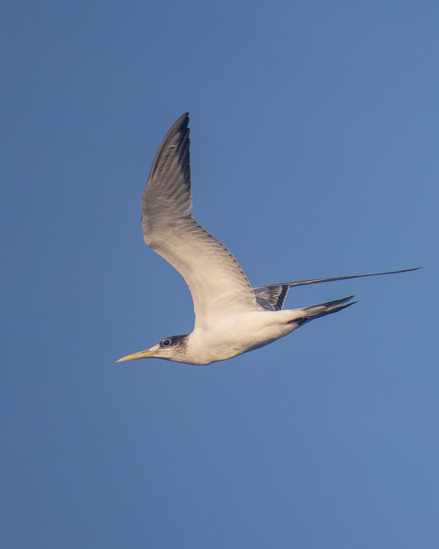 Great Crested Tern - ML646036080