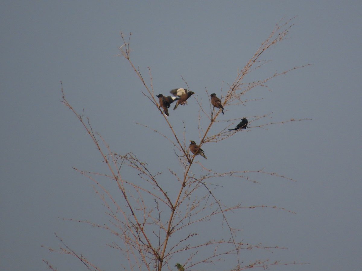 インドハッカ - ML646036089