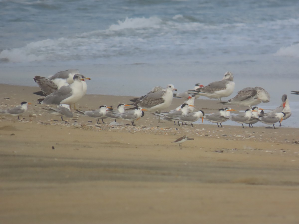 チャガシラカモメ - ML646036093