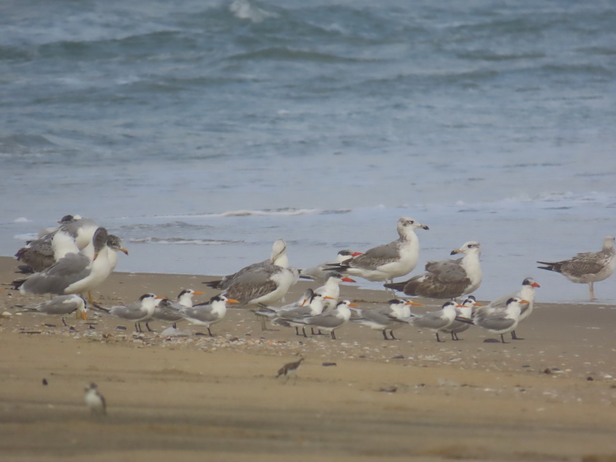 チャガシラカモメ - ML646036094