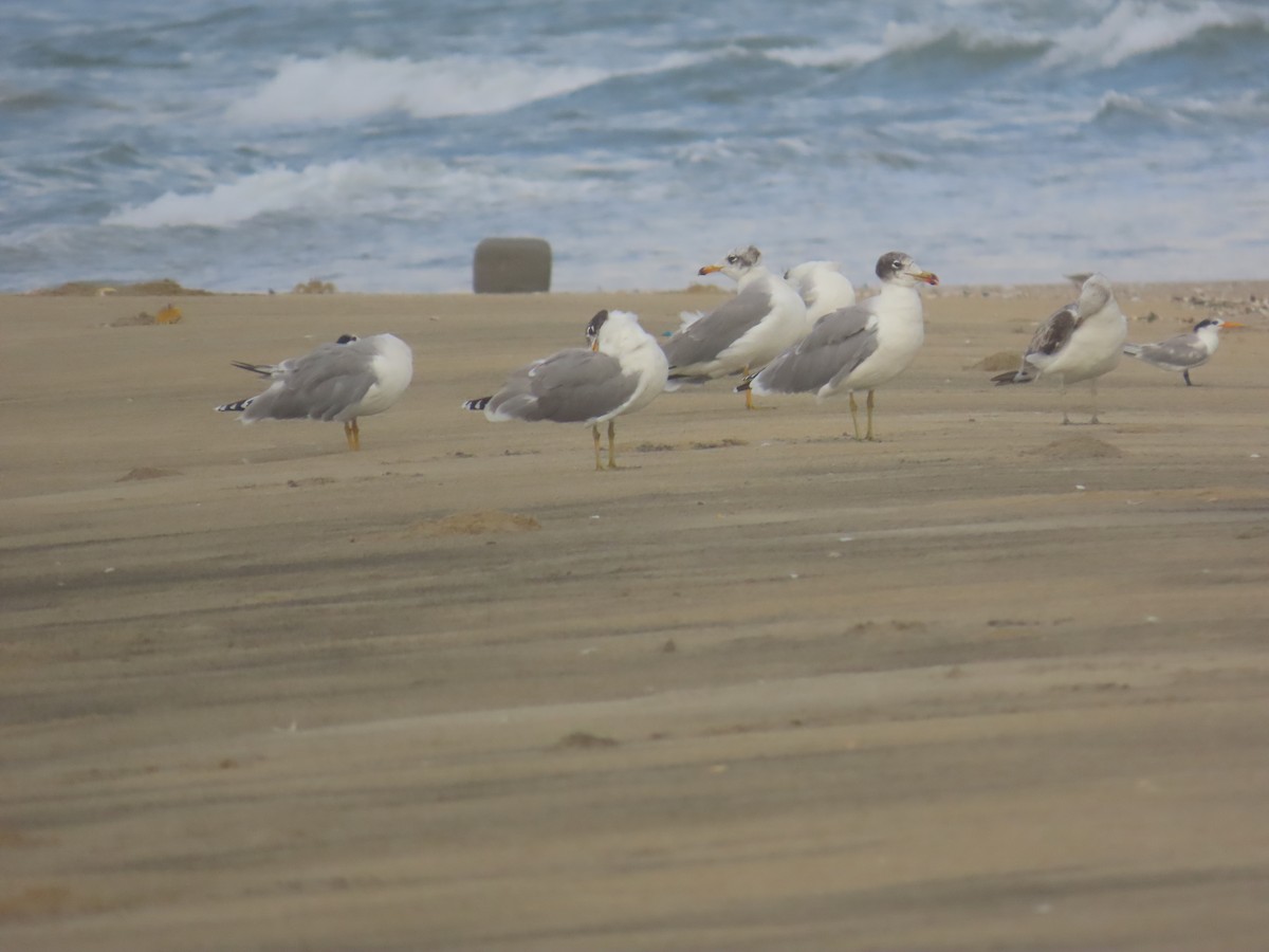 Antxeta tibetarra - ML646036096