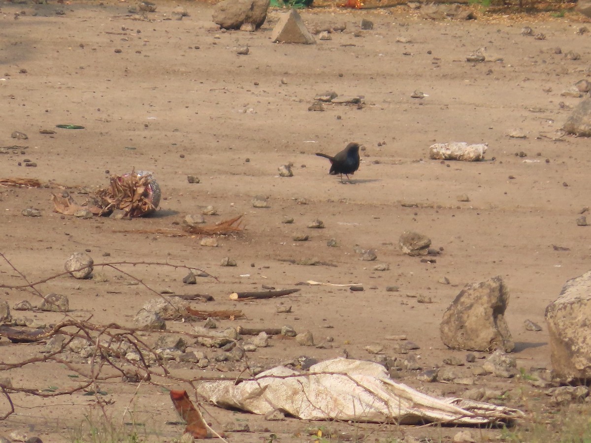 Indian Robin - ML646036097