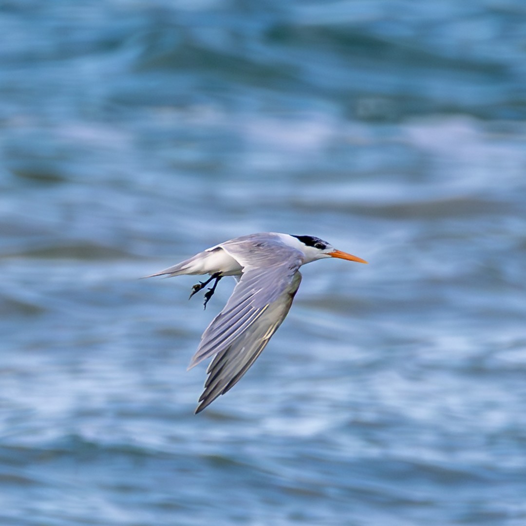 Bengalako txenada - ML646036098