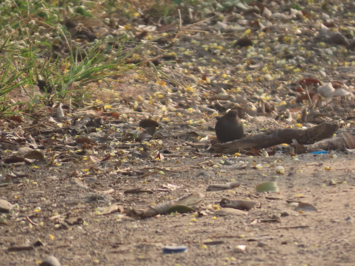 Indian Robin - ML646036099