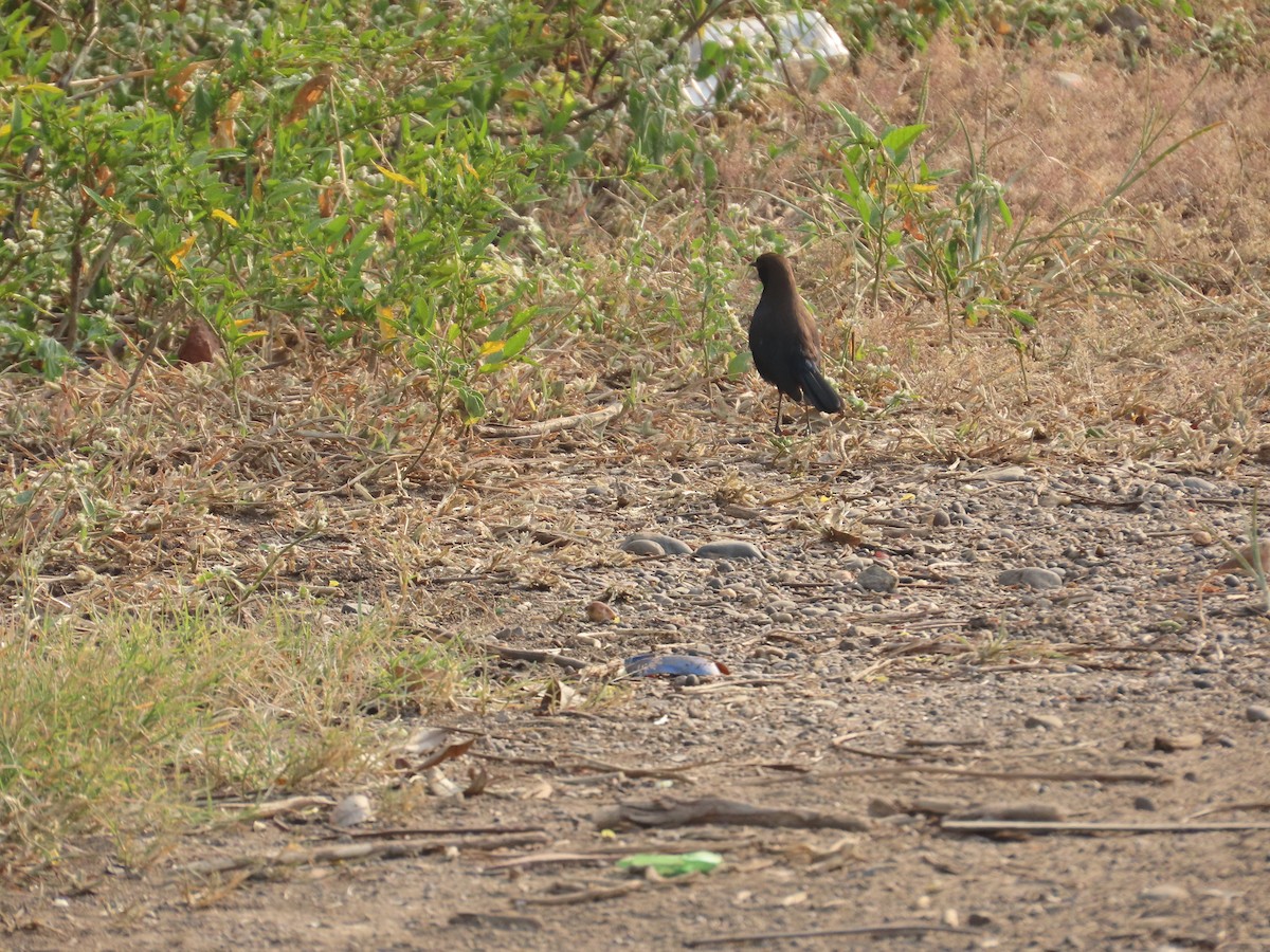 Indian Robin - ML646036100