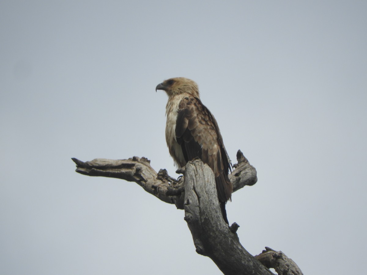 Whistling Kite - ML646036102