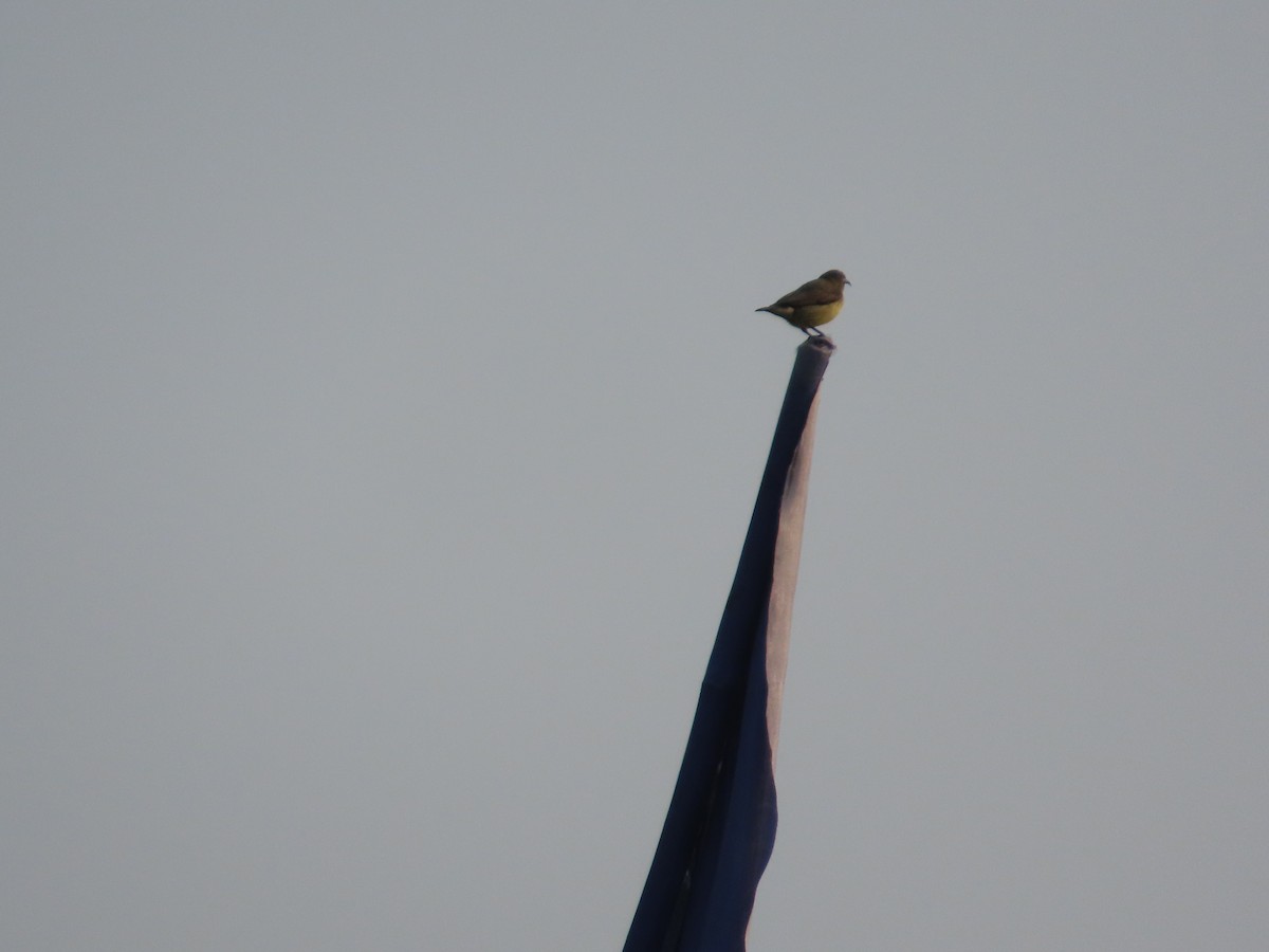 Purple Sunbird - ML646036103