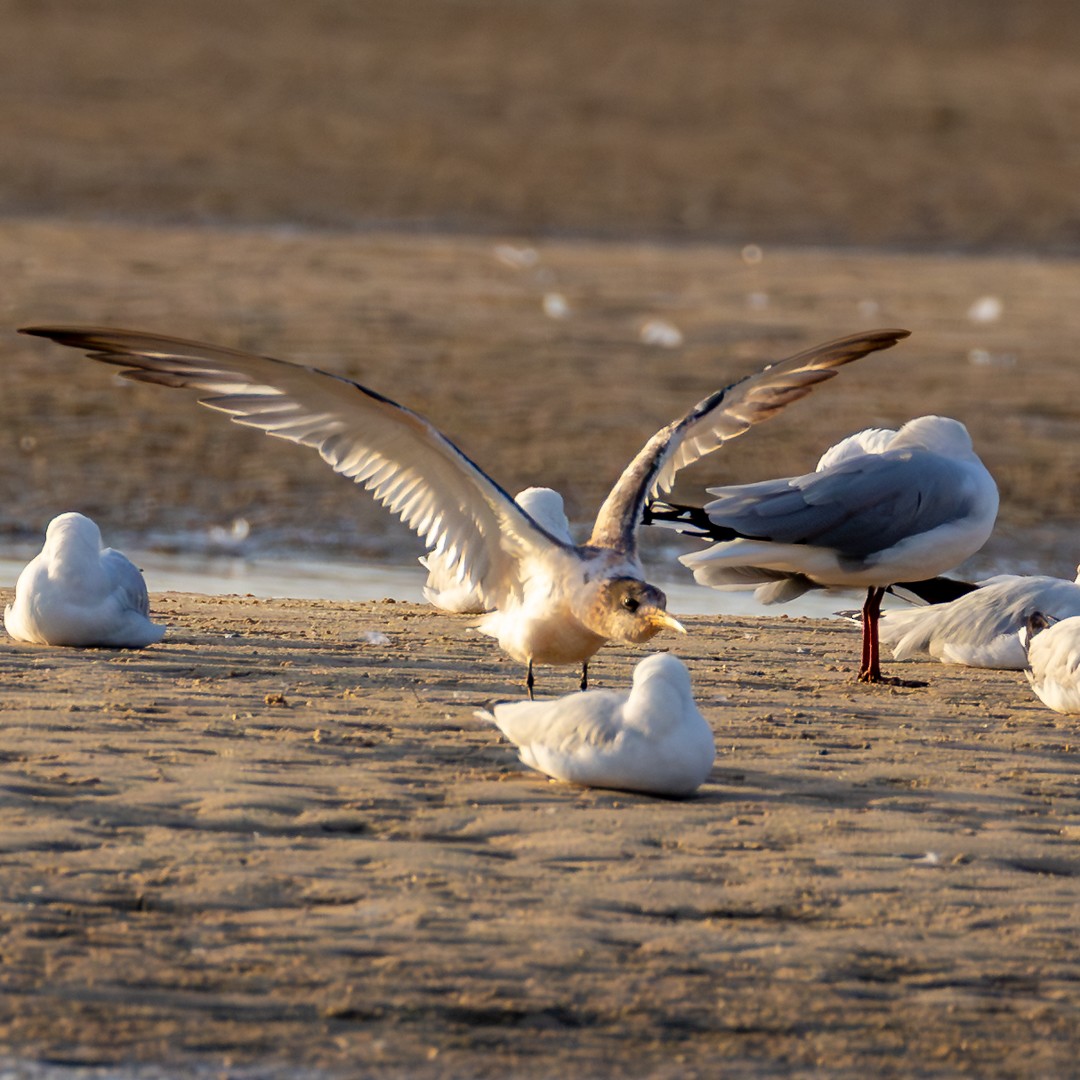 Great Crested Tern - ML646036104