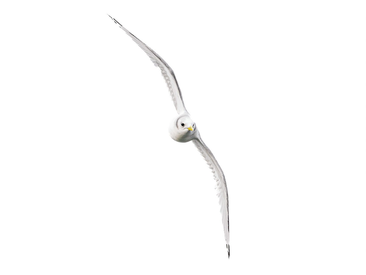 Antxeta hankabeltza - ML646036106