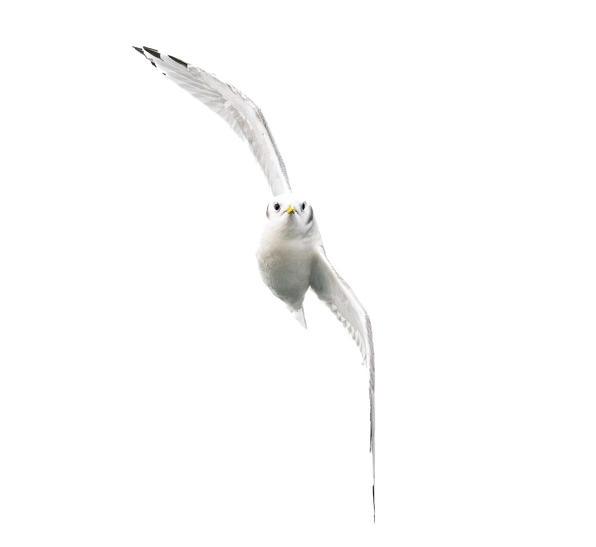 Antxeta hankabeltza - ML646036107