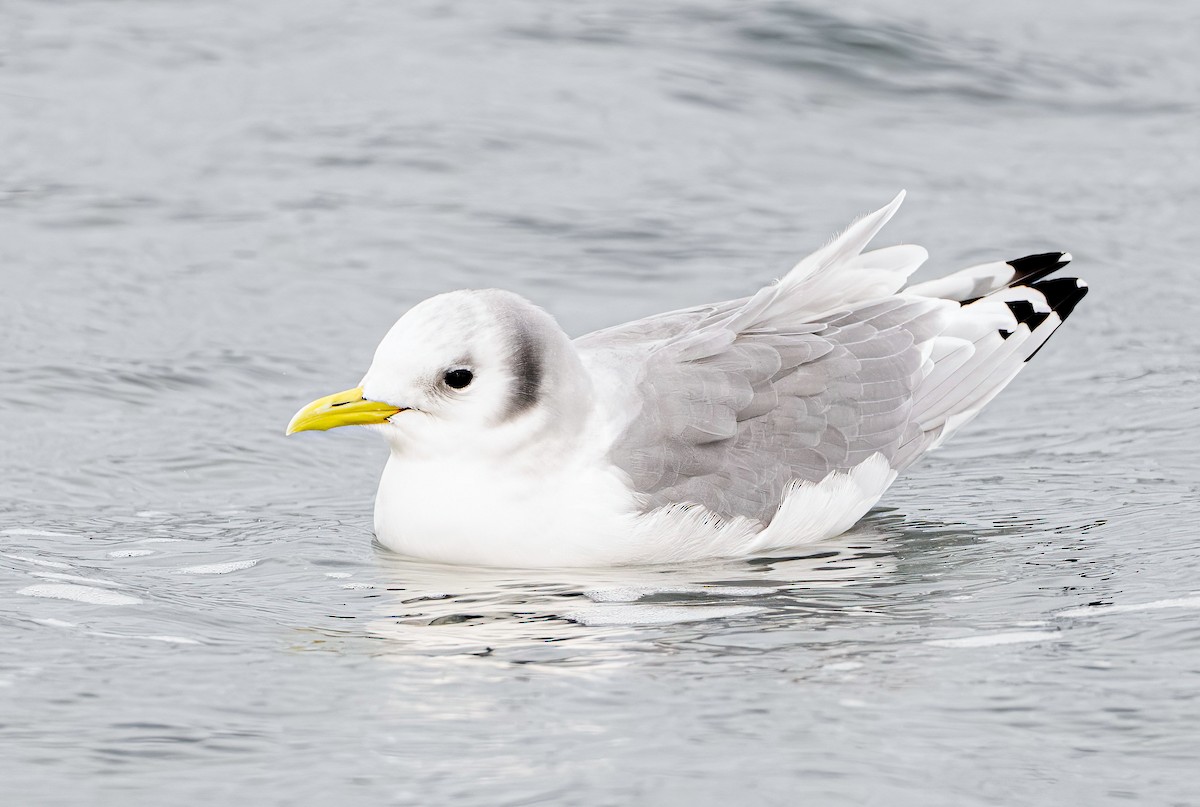 Antxeta hankabeltza - ML646036108