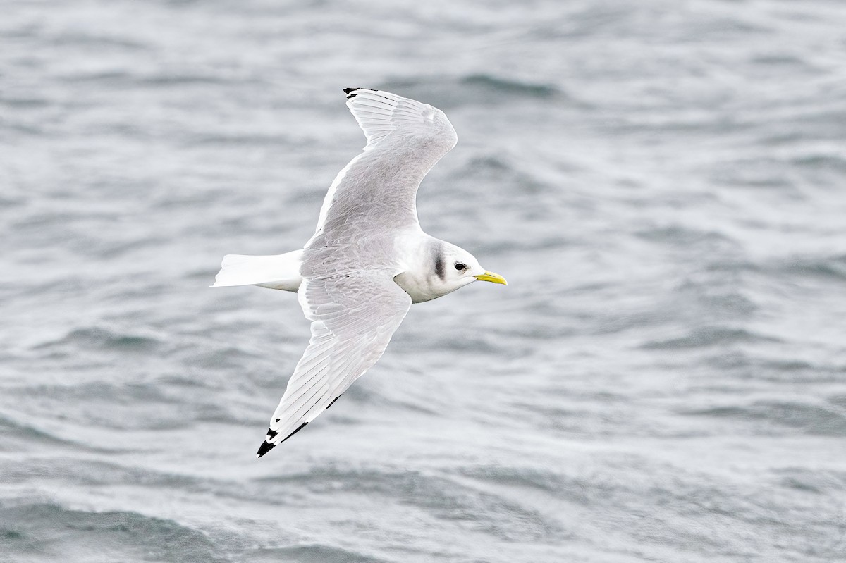 Antxeta hankabeltza - ML646036109