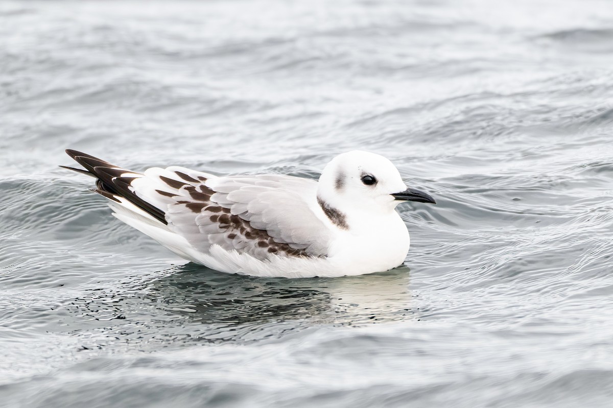 Antxeta hankabeltza - ML646036110