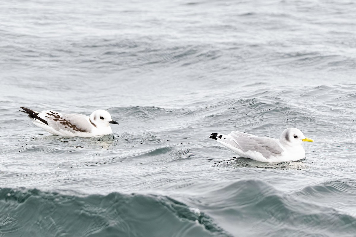 Antxeta hankabeltza - ML646036111