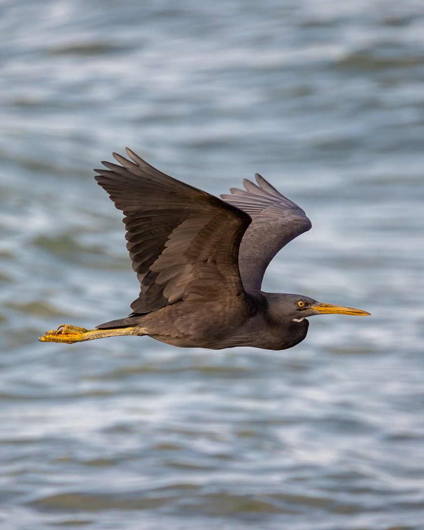 Pacific Reef-Heron - ML646036112