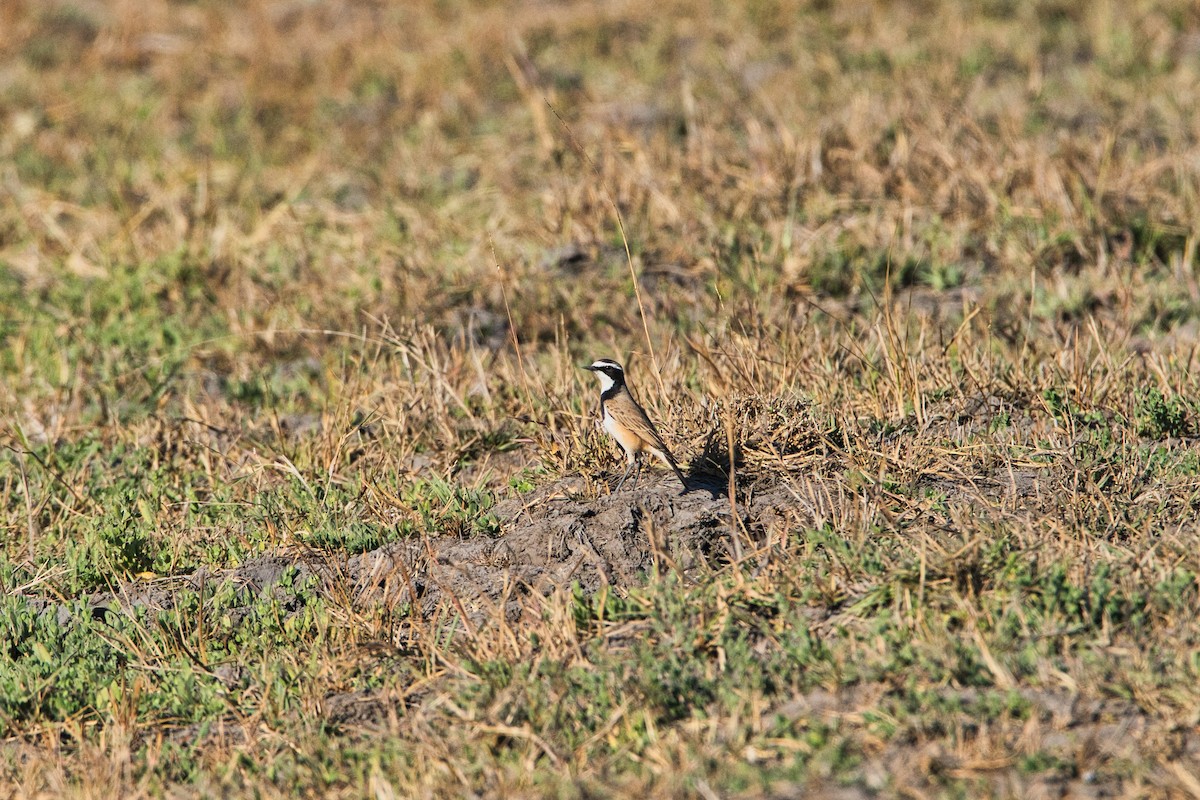 Lurmuturreko buztanzuria - ML646036113