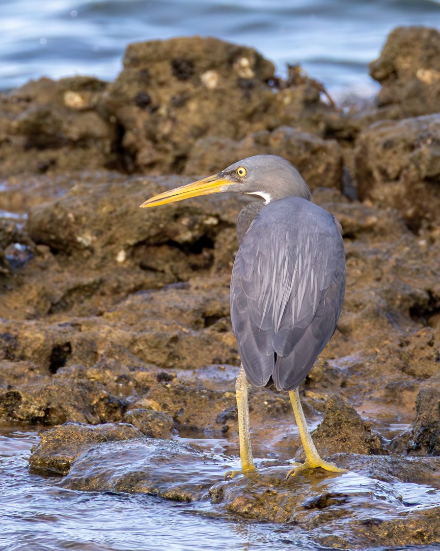 Pacific Reef-Heron - ML646036114