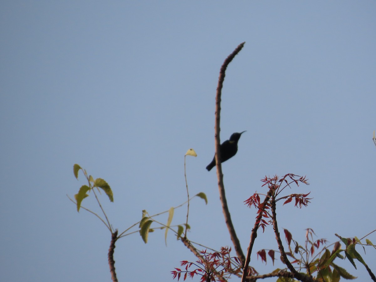 Purple Sunbird - ML646036120