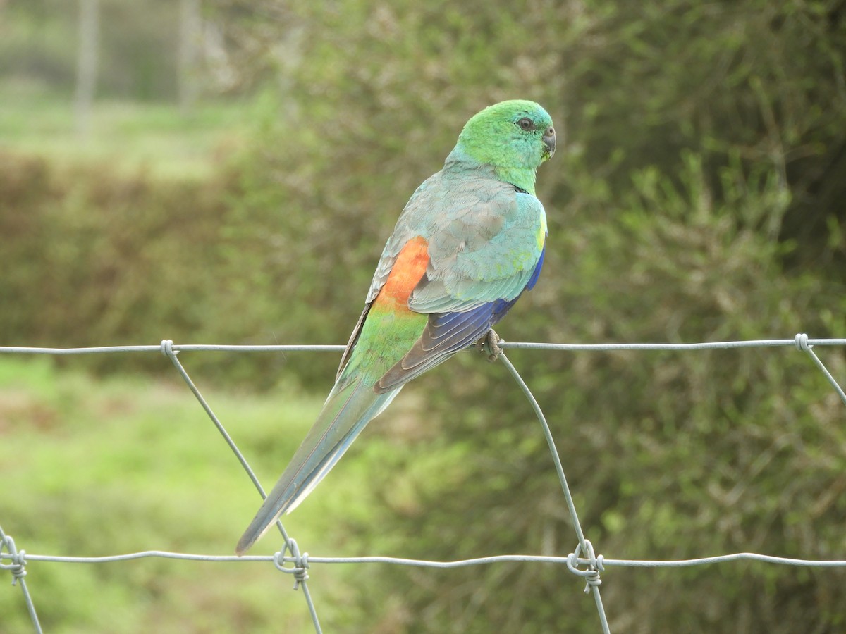 Red-rumped Parrot - ML646036122
