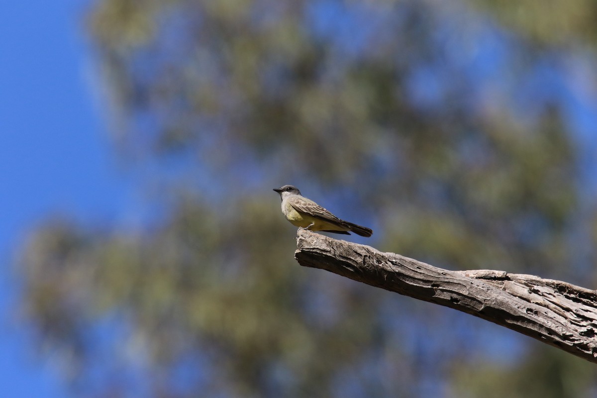 Cassin's Kingbird - ML646036125