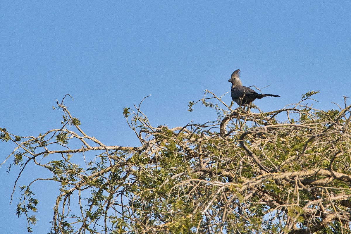 Gray Go-away-bird - ML646036126