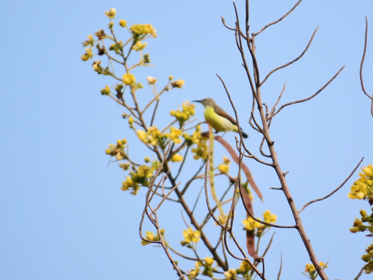 Purple-rumped Sunbird - ML646036127