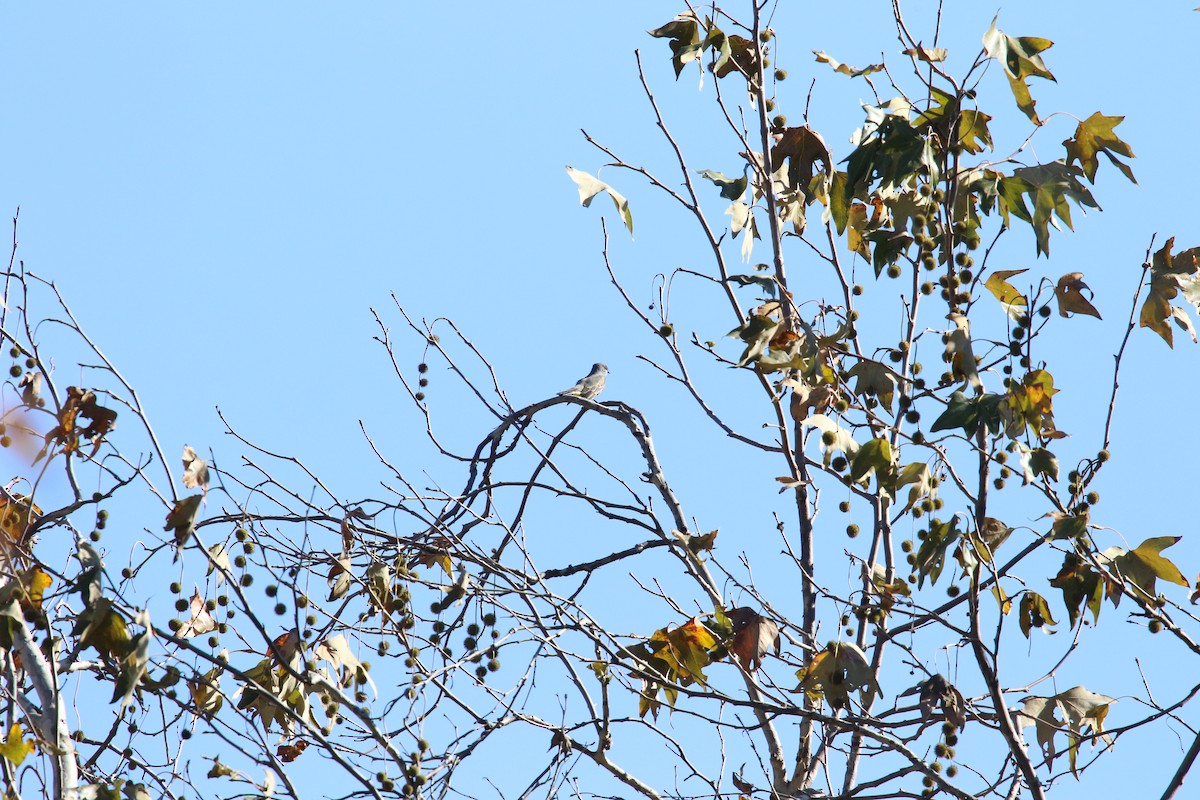 Cassin's Kingbird - ML646036128