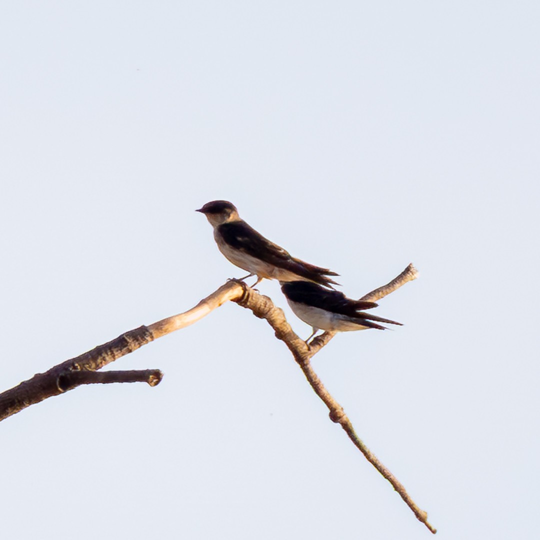 Tree Martin - ML646036129