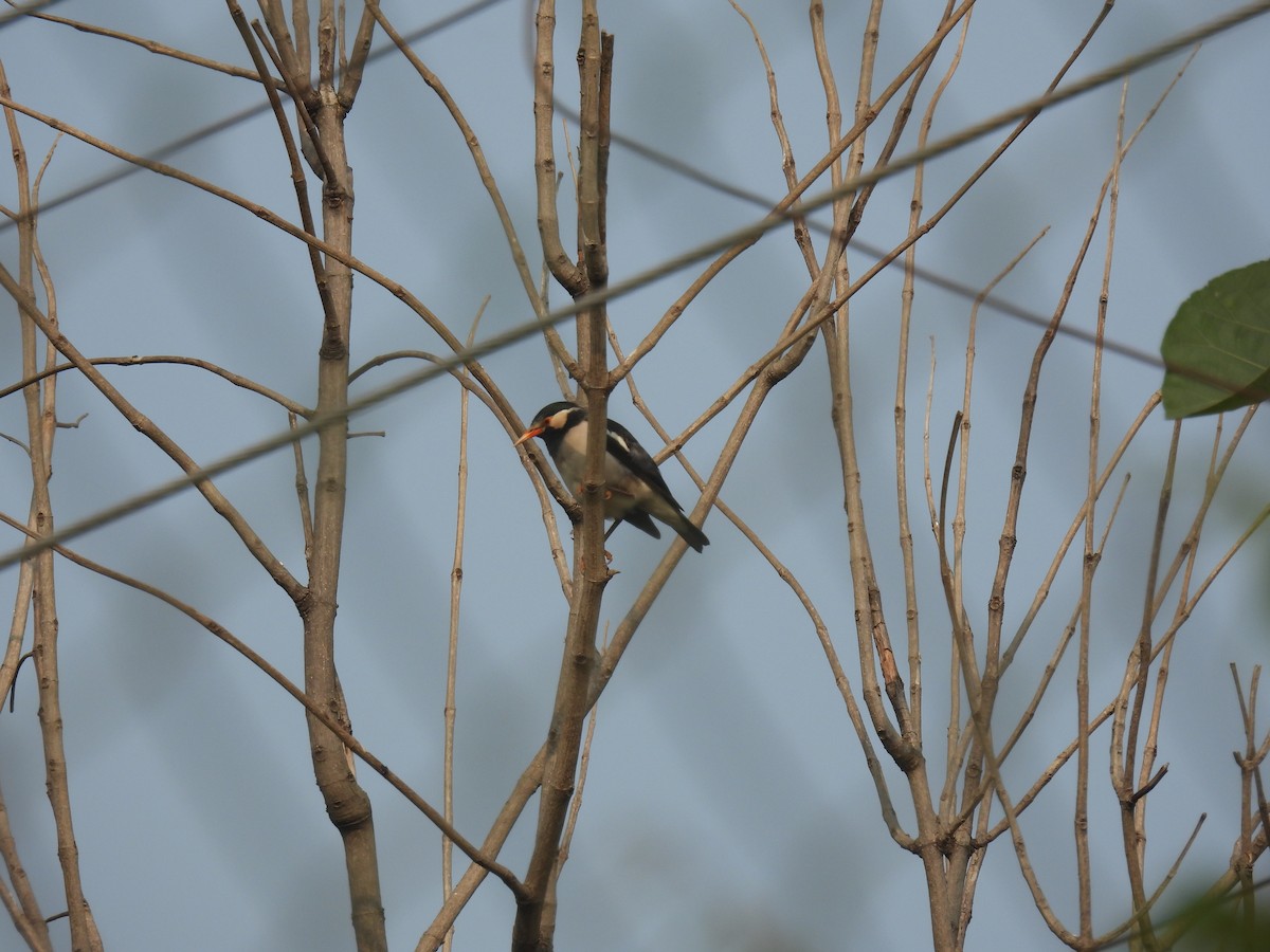 Indian Pied Starling - ML646036130