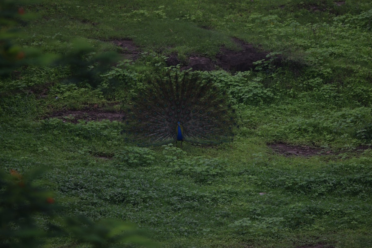 טווס הודי - ML646036131