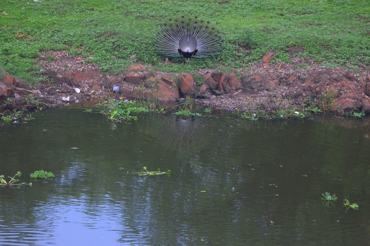 טווס הודי - ML646036132