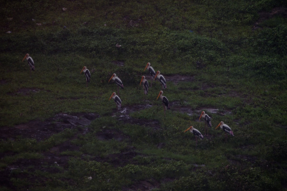 Painted Stork - ML646036133