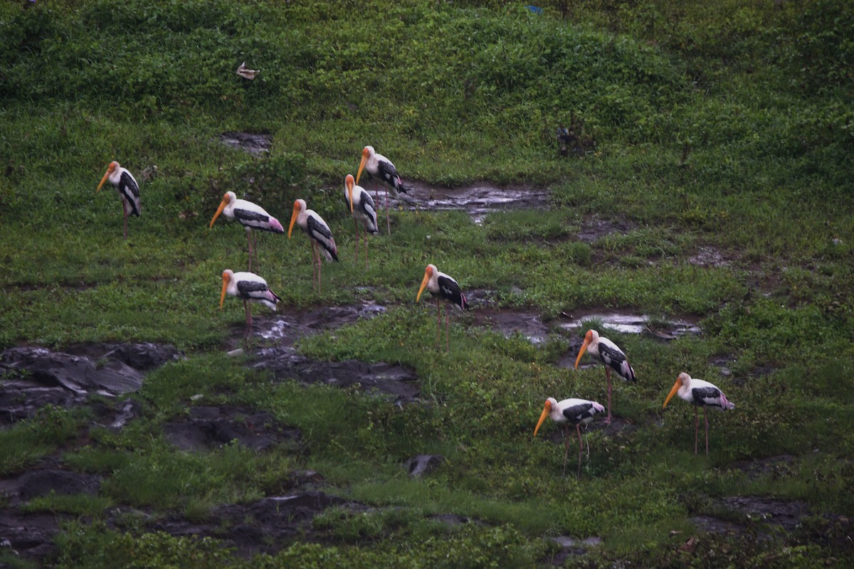 Painted Stork - ML646036134