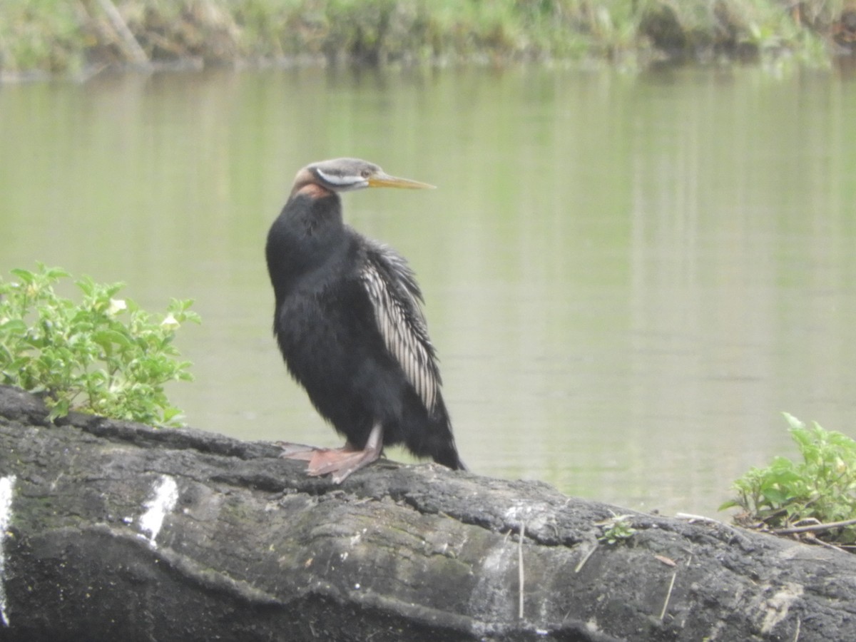 Australasian Darter - ML646036136