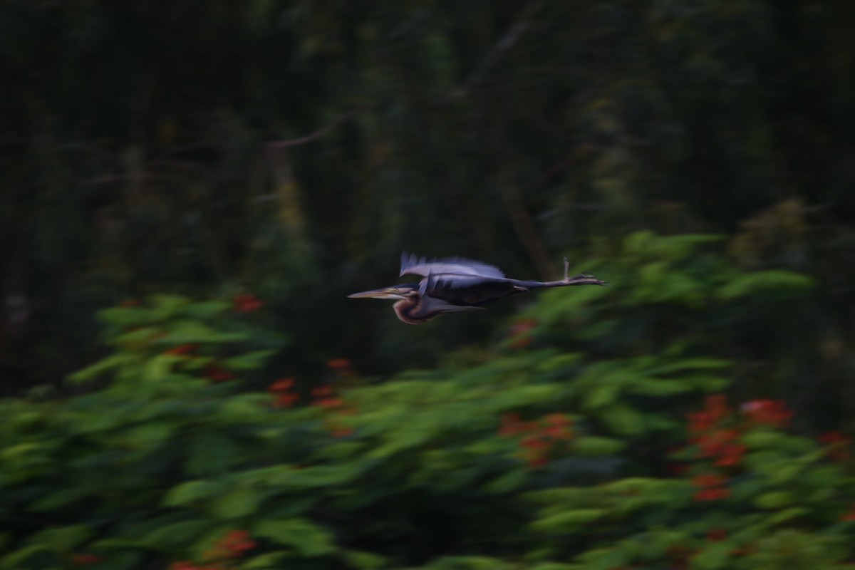 אנפה אפורה - ML646036137